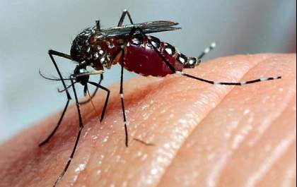 MS tem 7.802 casos de dengue confirmados