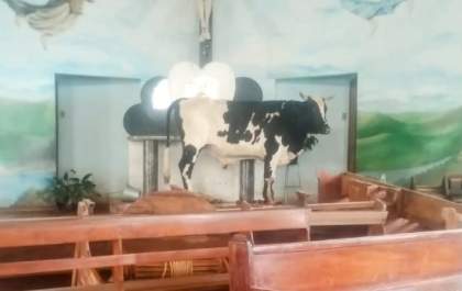 Bovino encontrado em altar de igreja alagada causa surpresa em Taquari (RS)