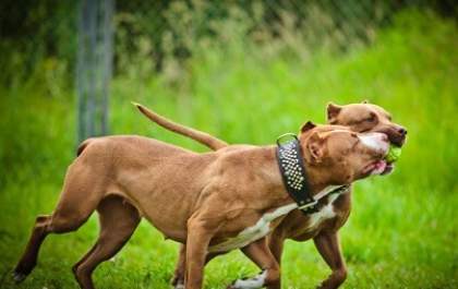 Casal de Pit bull é resgatado após ser encontrado abandonado, amarrado em cerca