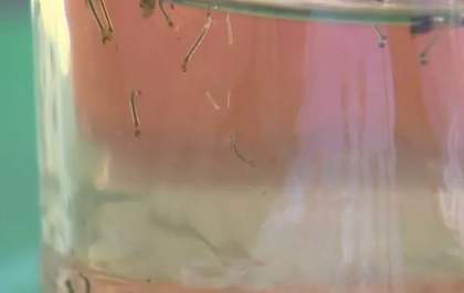 Araçatuba identifica primeiro caso de variante da dengue que não circulava na região há mais de 15 anos