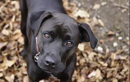 É possível evitar o desconforto das pulgas e carrapatos nos pets