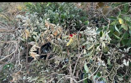 Motocicletas furtadas são encontradas em mata do bairro São João