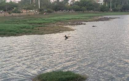 Cachorro é resgatado após entrar na Lagoa Maior para 