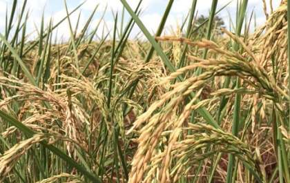 Arroz importado por governo será vendido ao consumidor por até R$ 4 o quilo, diz Conab