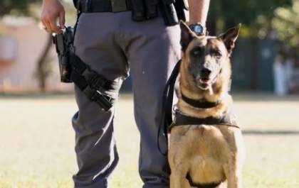 Cão policial do Baep de Araçatuba morre com câncer
