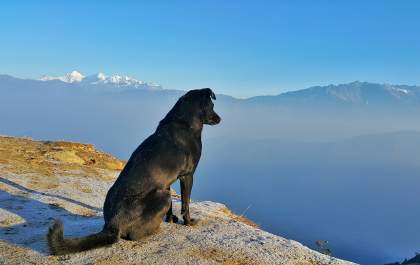 Já é tempo de planejar as férias com o seu pet