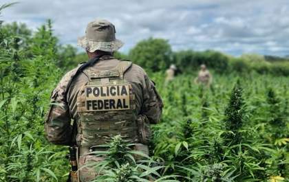 PF erradica 448 mil pés de maconha em Pernambuco