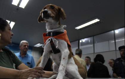 Araçatuba lança campanha inédita contra leishmaniose para cães