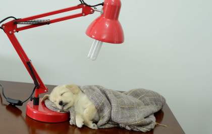 Boa iluminação promove conforto visual para os pets