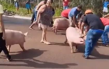 Caminhão carregado de porcos tomba em Dourados