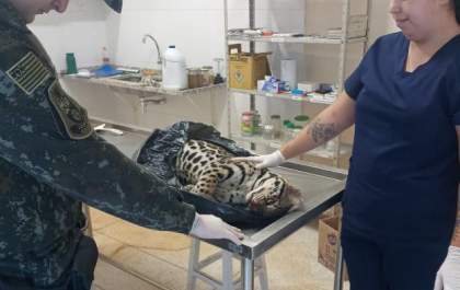 Jaguatirica é encontrada morta na Gabriel Melhado