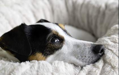 Pets resgatados precisam de tratamentos e adoção responsável