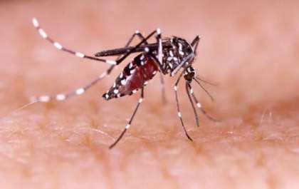 Mulher de 67 anos morre com dengue em Araçatuba
