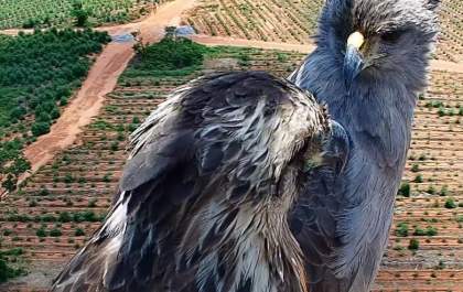 Aves da espécie Águia-cinzenta são avistadas nas florestas da Suzano em Mato Grosso do Sul