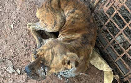 Homem é detido por maus-tratos a animais em Valparaíso