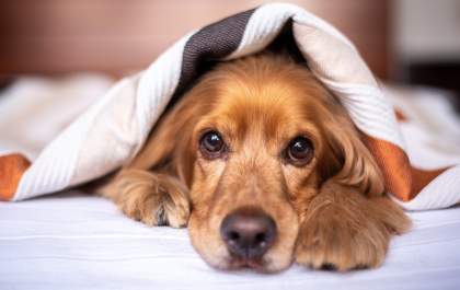 Inverno é sinônimo de frio e baixa umidade do ar para os pets