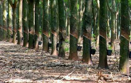Estado anuncia novas medidas para retomada da produção de borracha natural