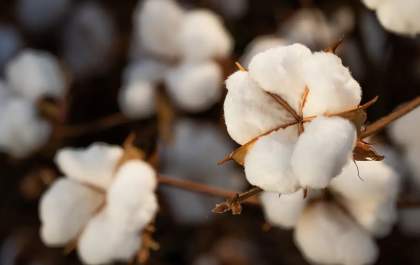Brasil ultrapassa EUA e já é maior exportador de algodão do mundo