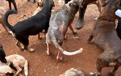 Polícia prende duas mulheres por maus-tratos a animais e poluição ambiental