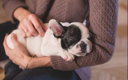 Pets e os benefícios na vida dos idosos