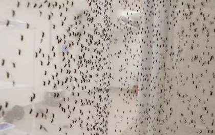 Brasil teve média de 24 mortes por dia causadas por dengue no primeiro semestre
