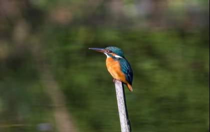 A arte da observação: o mundo fascinante do BirdWatching