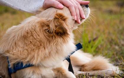 Suplementos podem fazer parte da dieta dos pets
