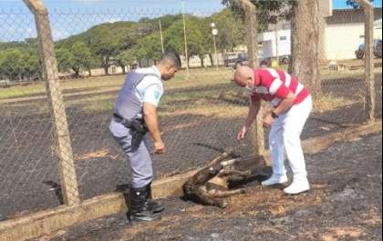 Tamanduá é resgatado com o corpo queimado após incêndio em Araçatuba