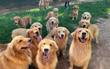 Shopping promove encontro de cães da raça golden retriever em Araçatuba