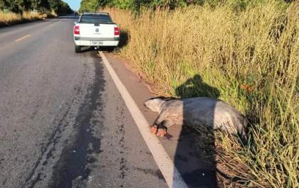Saveiro com placas de Três Lagoas colide com anta que atravessava a MS-395