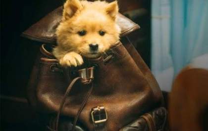 'Hachiko: Para Sempre' promete emocionar entre as estreias da semana no cinema