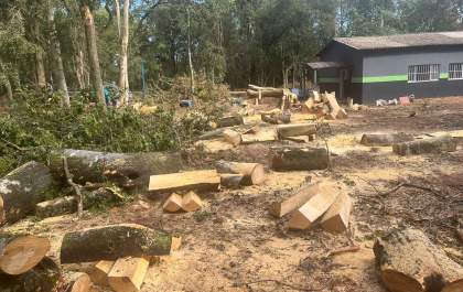 Prefeitura de Andradina é multada por corte de árvores no Horto Municipal