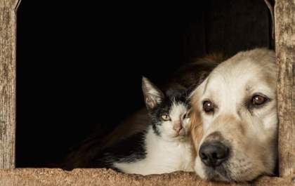 Festival Vida Animal discute saúde única em agosto em MS