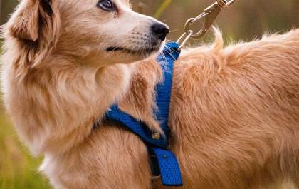 Tutor precisa ter responsabilidade nos passeios com os pets