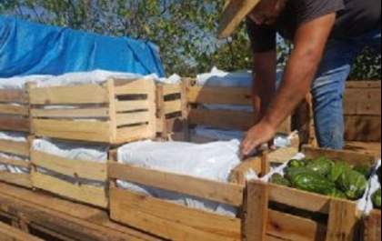SP dobra valor máximo para compra de alimentos da agricultura familiar