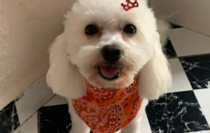 Laudo aponta indícios de espancamento em cão que morreu durante banho