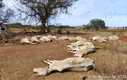 Proprietário de sítio em Murutinga é multado em R$138 mil, por deixar 23 bovinos morrerem de fome