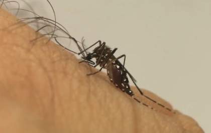MS registra 15.501 casos confirmados de dengue