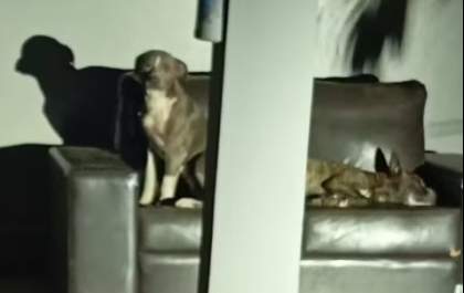Mulher morre em ataque de cães em Penápolis