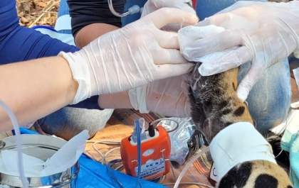 Onça pintada resgatada no Pantanal com as quatro patas queimadas está em recuperação