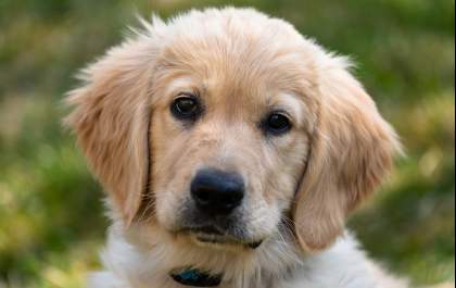 Conheça o cachorro ideal para um lar com criança