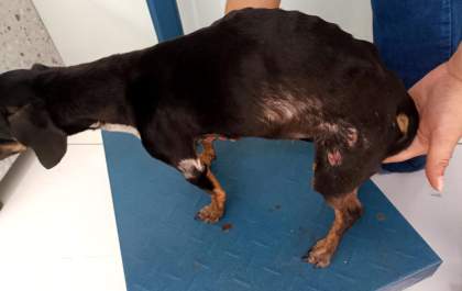 Amambai registra duas prisões por maus-tratos a animais em menos de sete dias