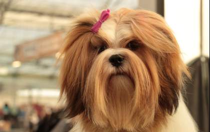 Saiba qual é o melhor cão para um tutor idoso