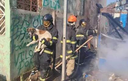 Cachorro é resgatado em casa destruída pelas chamas