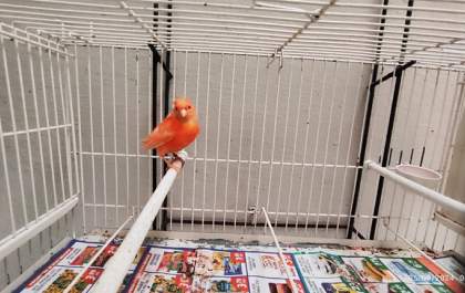 PF deflagra operação para combater tráfico internacional e comércio ilegal de aves silvestres