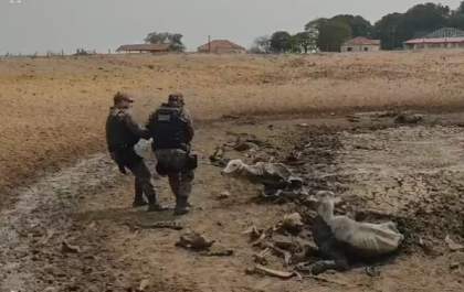MPMS vai investigar maus-tratos a bovinos em fazenda de Rio Verde de Mato Grosso