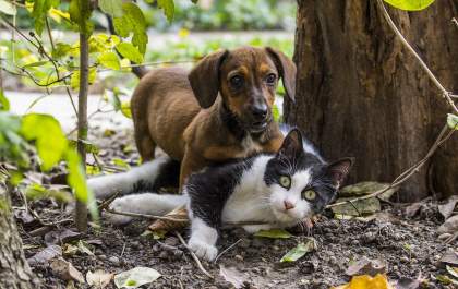 Cachorro, gato ou os dois?