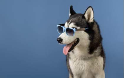 Fumaça: pets sofrem com tempo seco e calor intenso