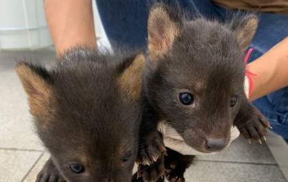 Hospital Ayty completa um ano de atividade com 3 mil reabilitações de animais silvestres
