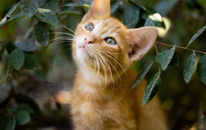 Plantas perigosas para os pets